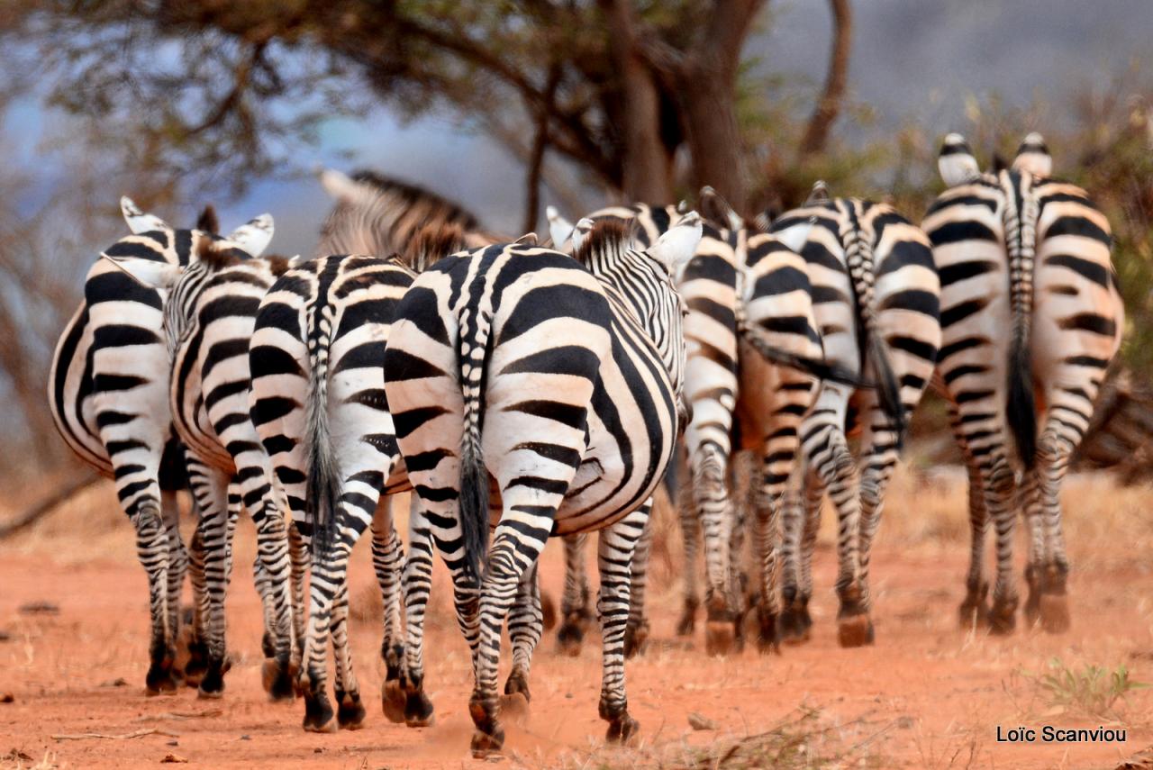 Zèbre/Zebra (4)