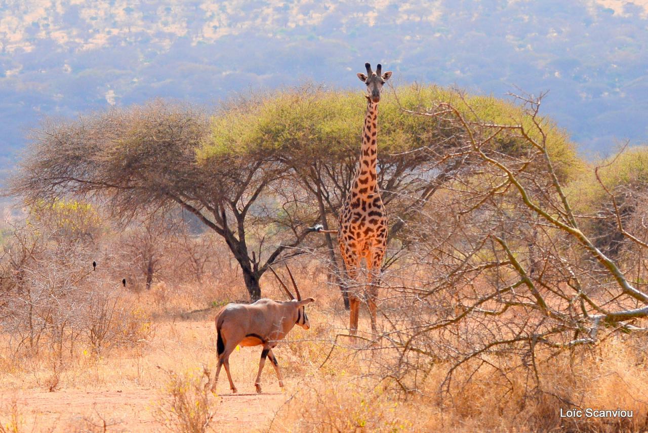 Girafe et oryx (2)