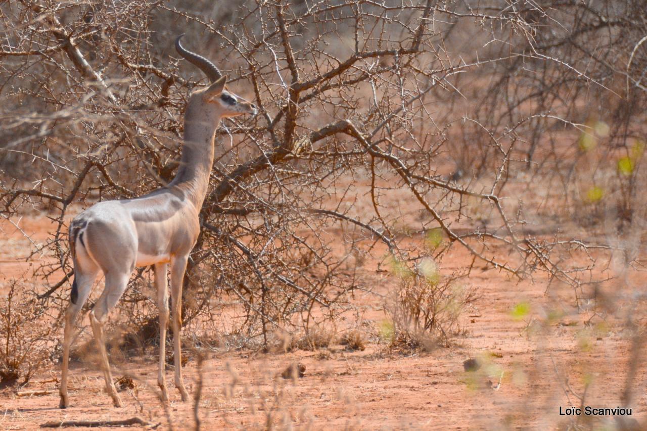 Gazelle de Waller/Gerenuk (3)
