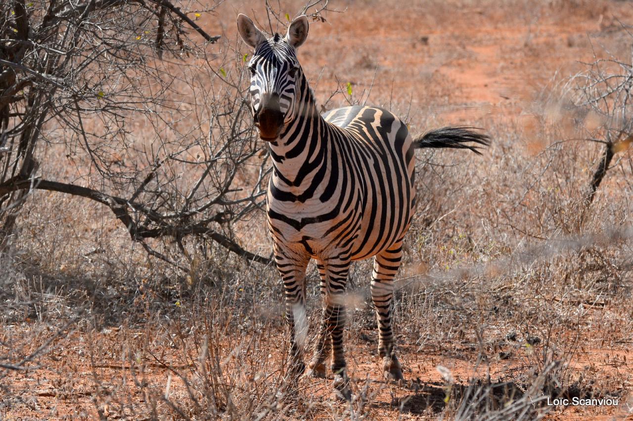 Zèbre/Zebra (11)