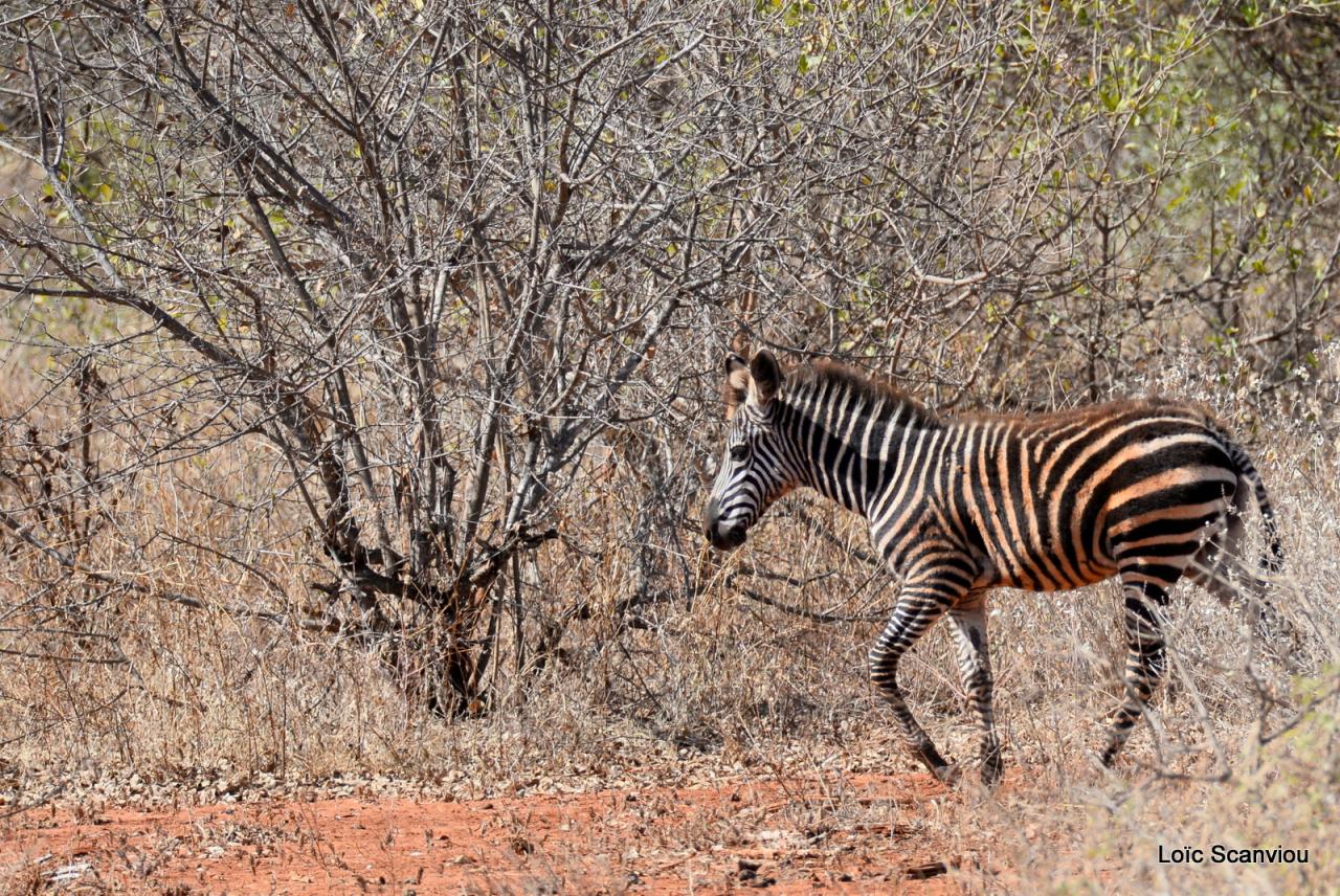 Zèbre/Zebra (12)