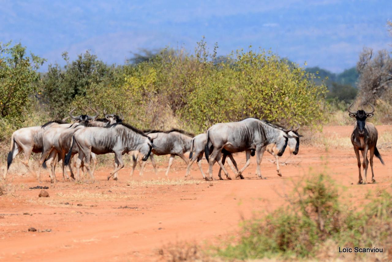 Gnou/Wildebeest (7)