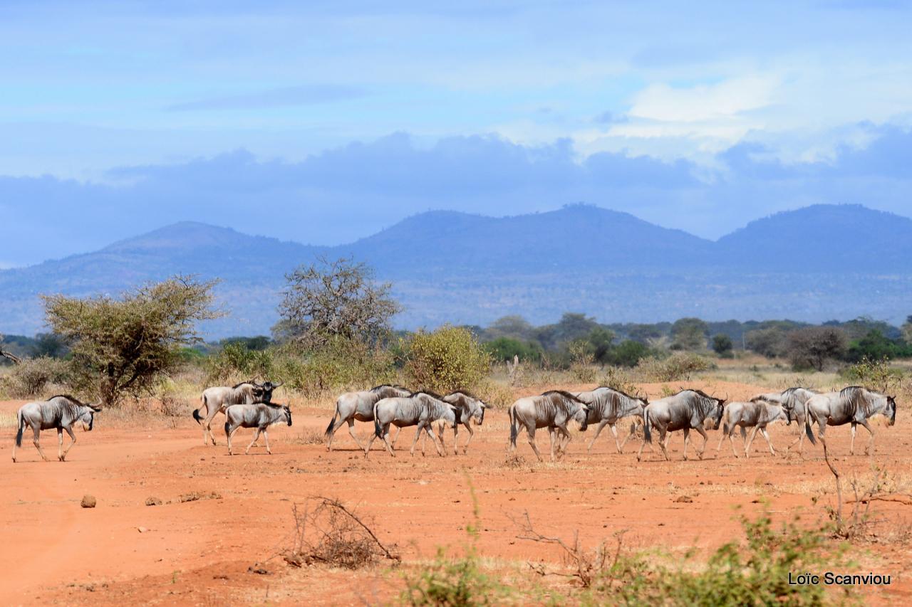 Gnou/Wildebeest (8)