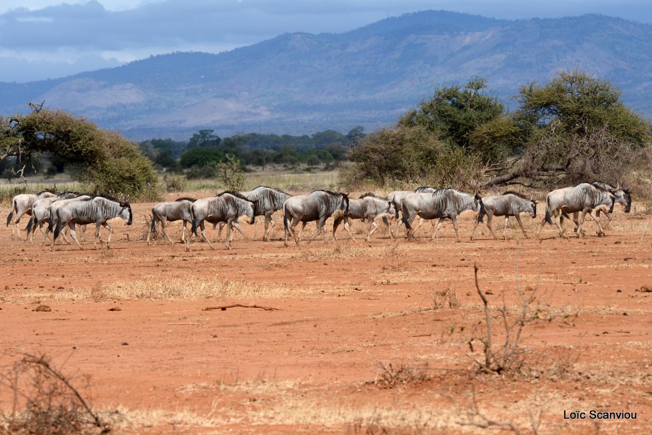 Gnou/Wildebeest (9)