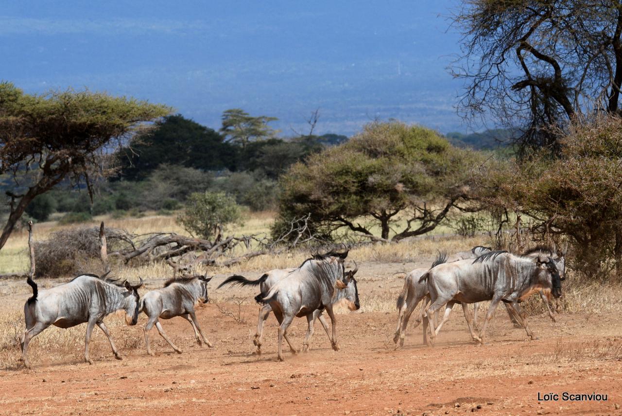 Gnou/Wildebeest (10)