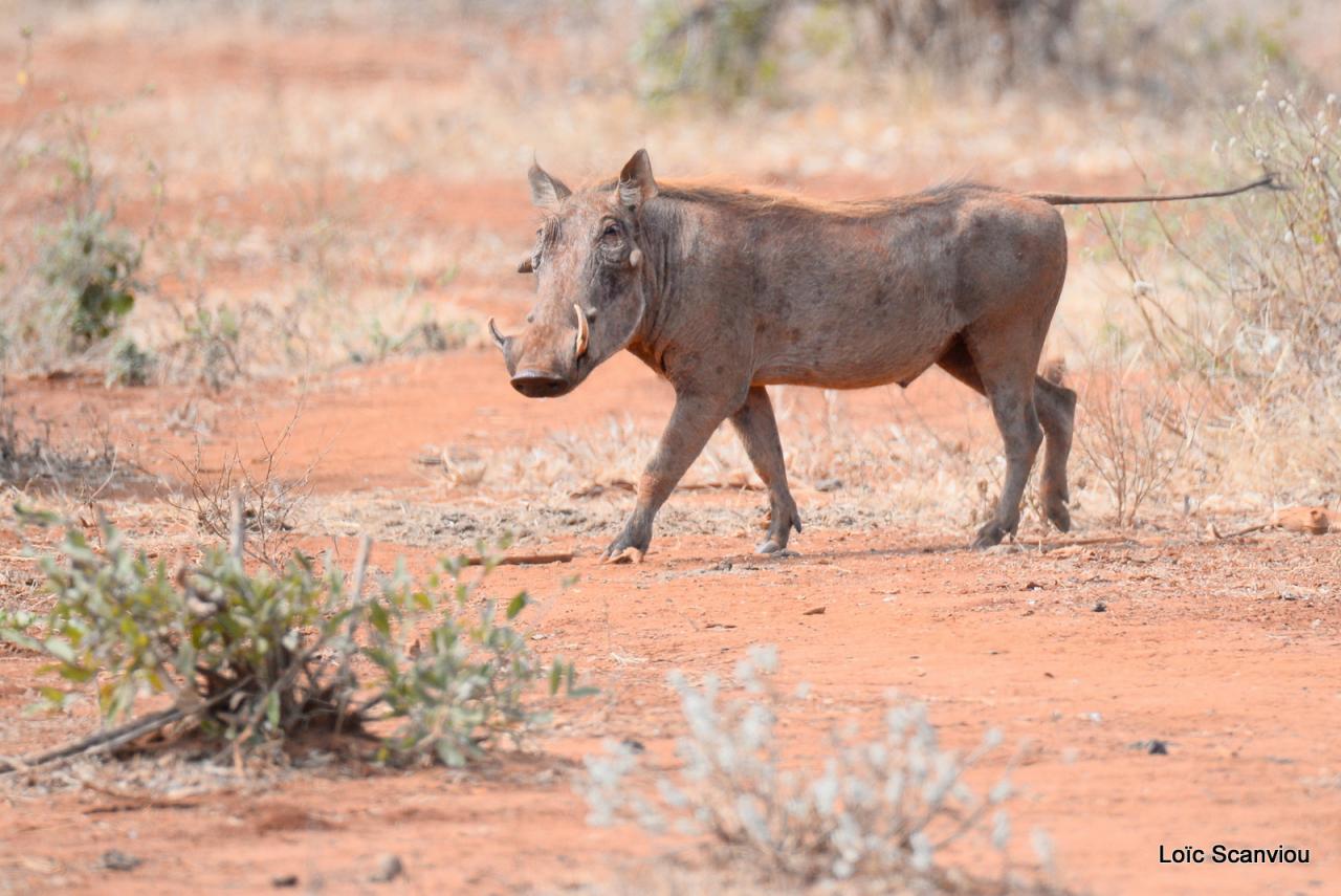Phacochère/Warthog (1)