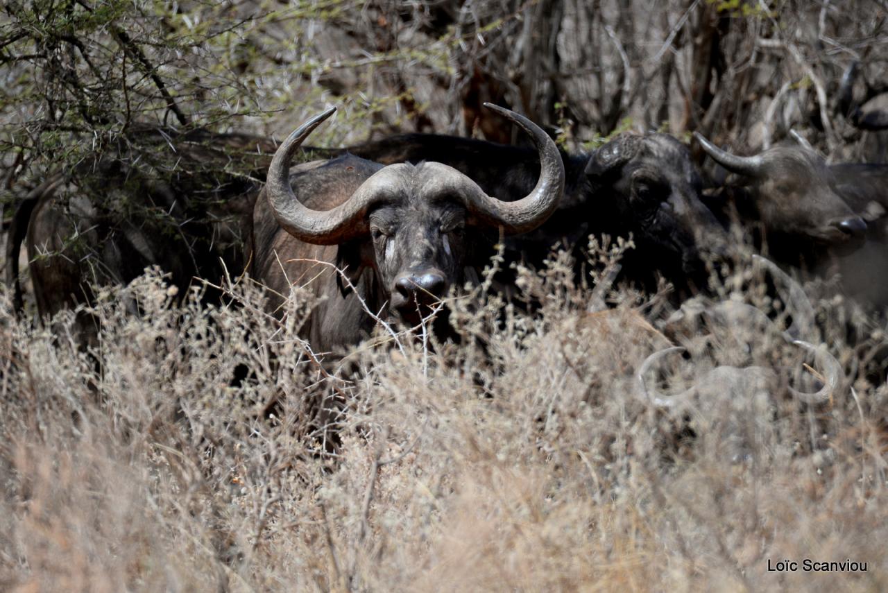 Buffle du Cap/Cape Buffalo (1)