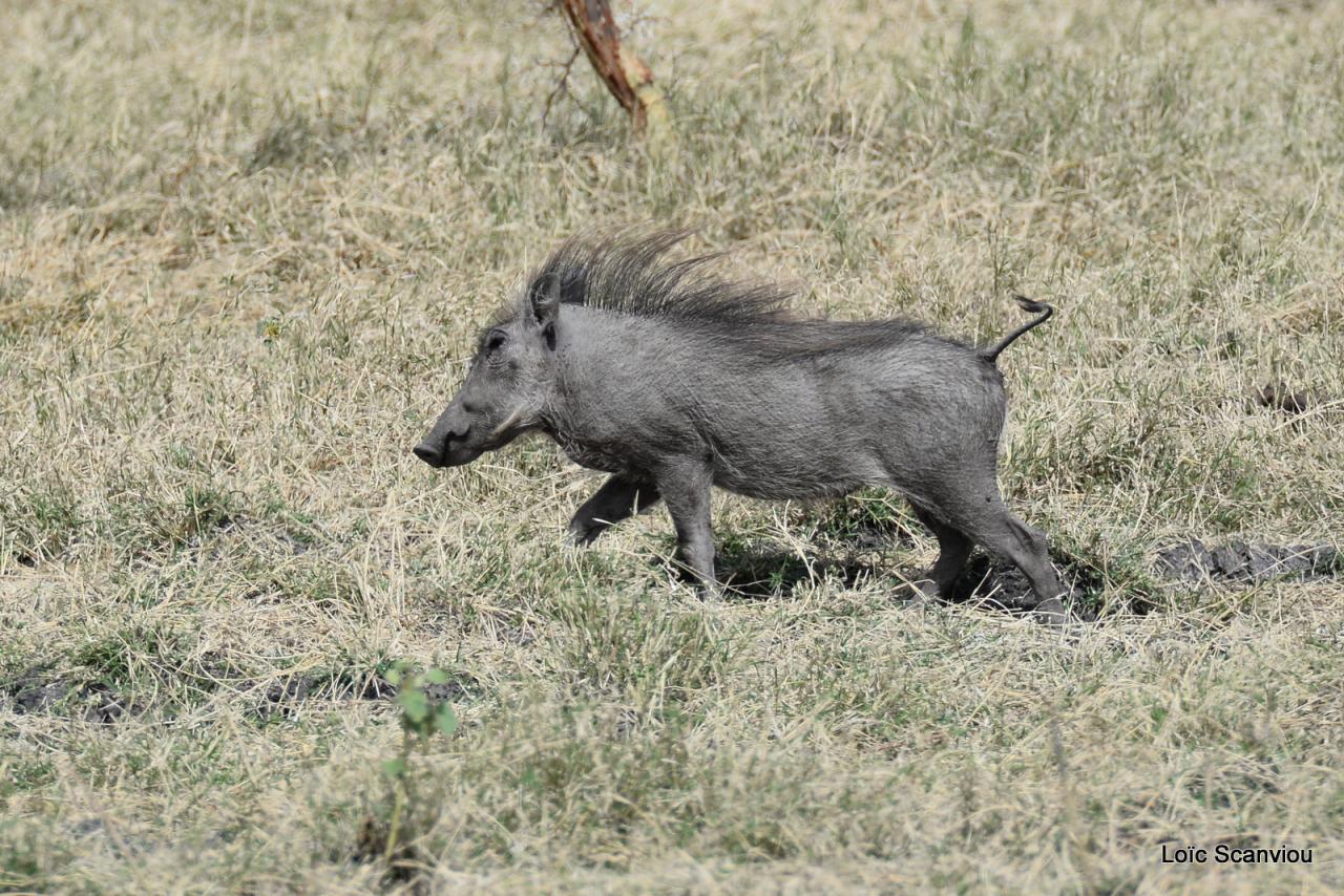 Phacochère/Warthog (3)