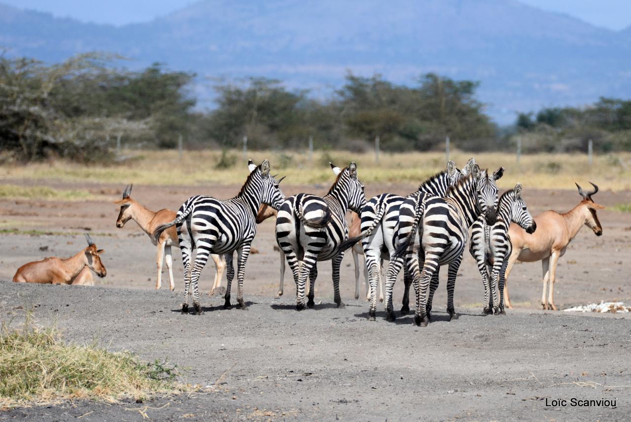 Zèbre/Zebra (13)
