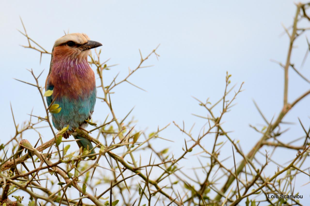 Rollier à longs brins/Lilac-breasted Roller 