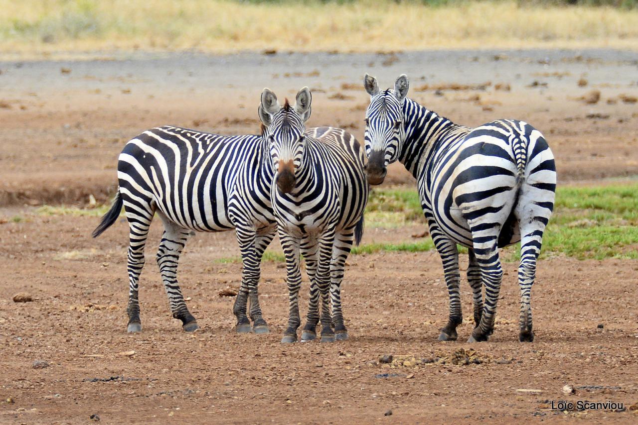 Zèbre/Zebra (14)