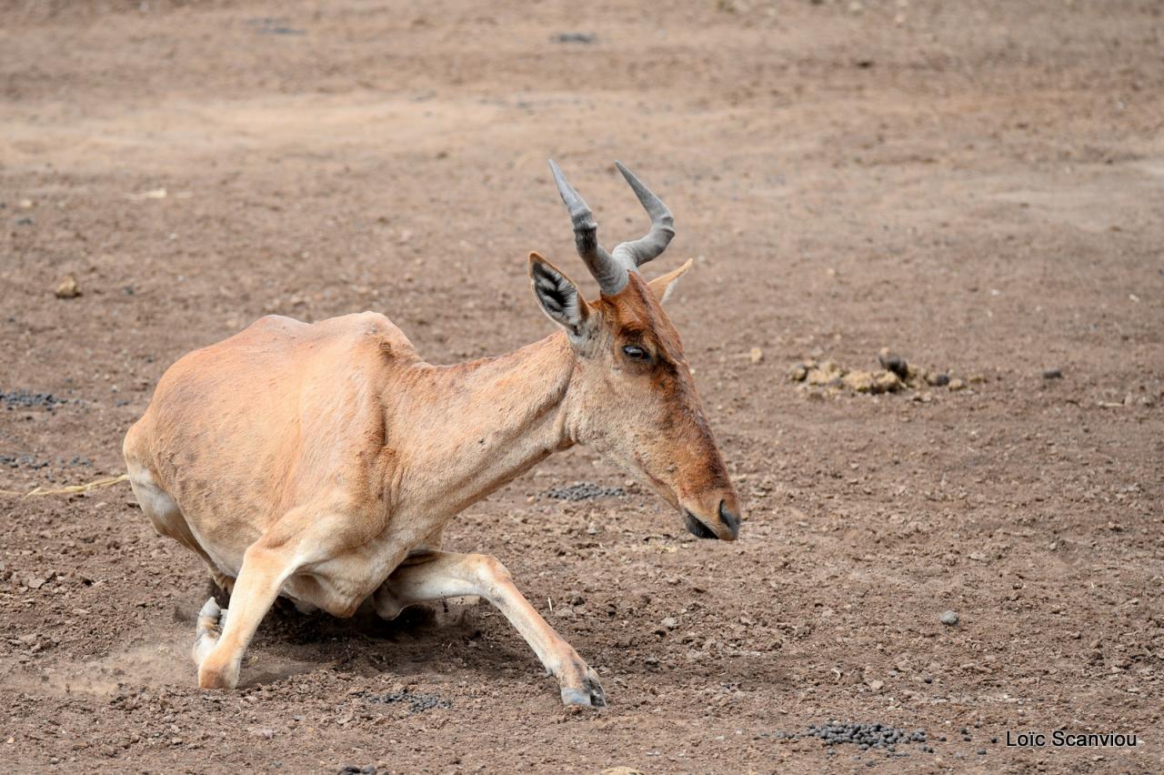 Bubale/Hartebeest (6)