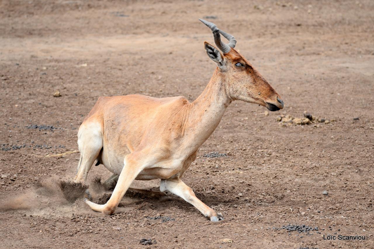 Bubale/Hartebeest (7)