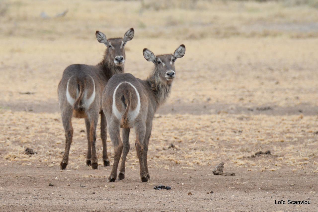 Cobe à croissant/Waterbuck (2)