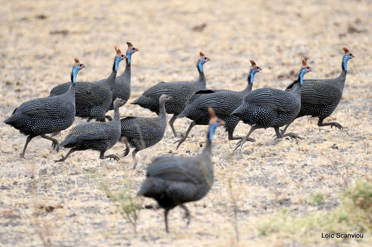 Pintade de Numidie/Helmeted Guineafowl (2)