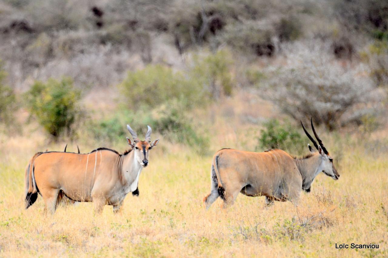 Eland du Cap/Cape Eland (1)