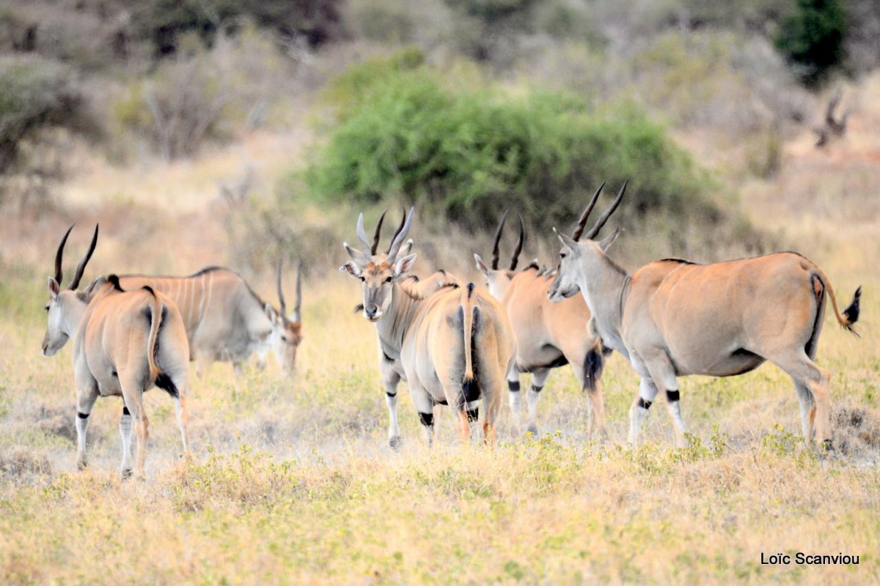 Eland du Cap/Cape Eland (2)