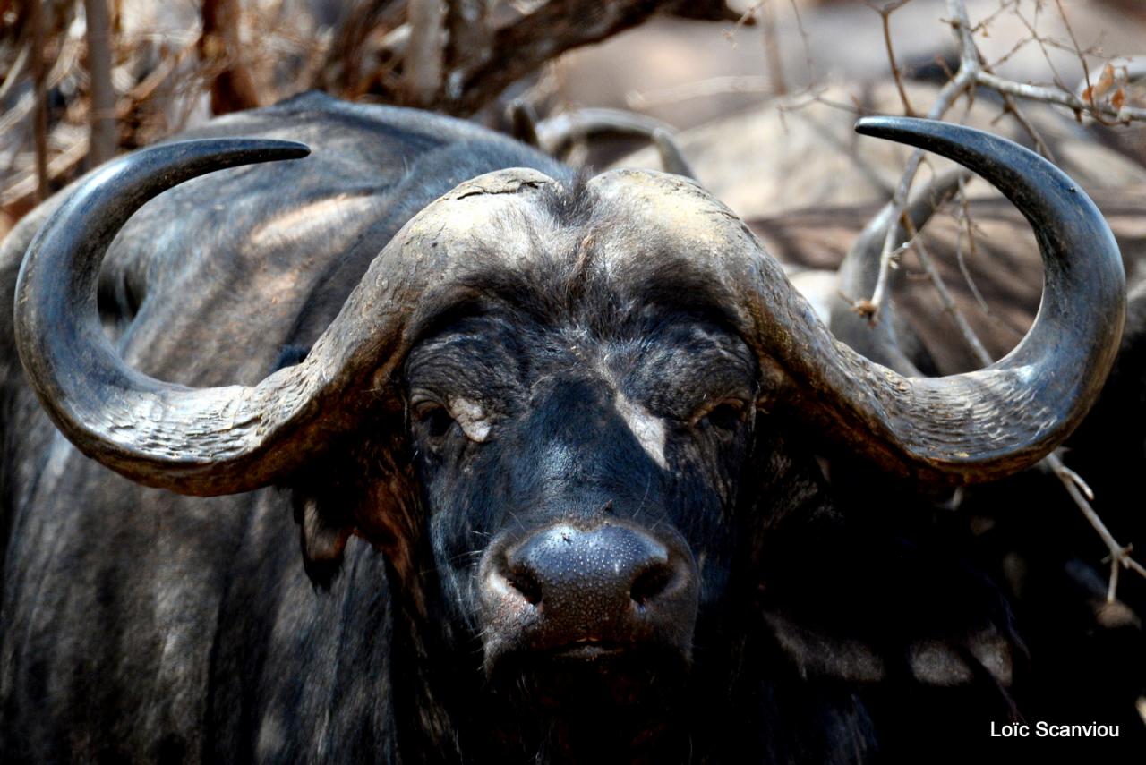 Buffle du Cap/Cape Buffalo (2)