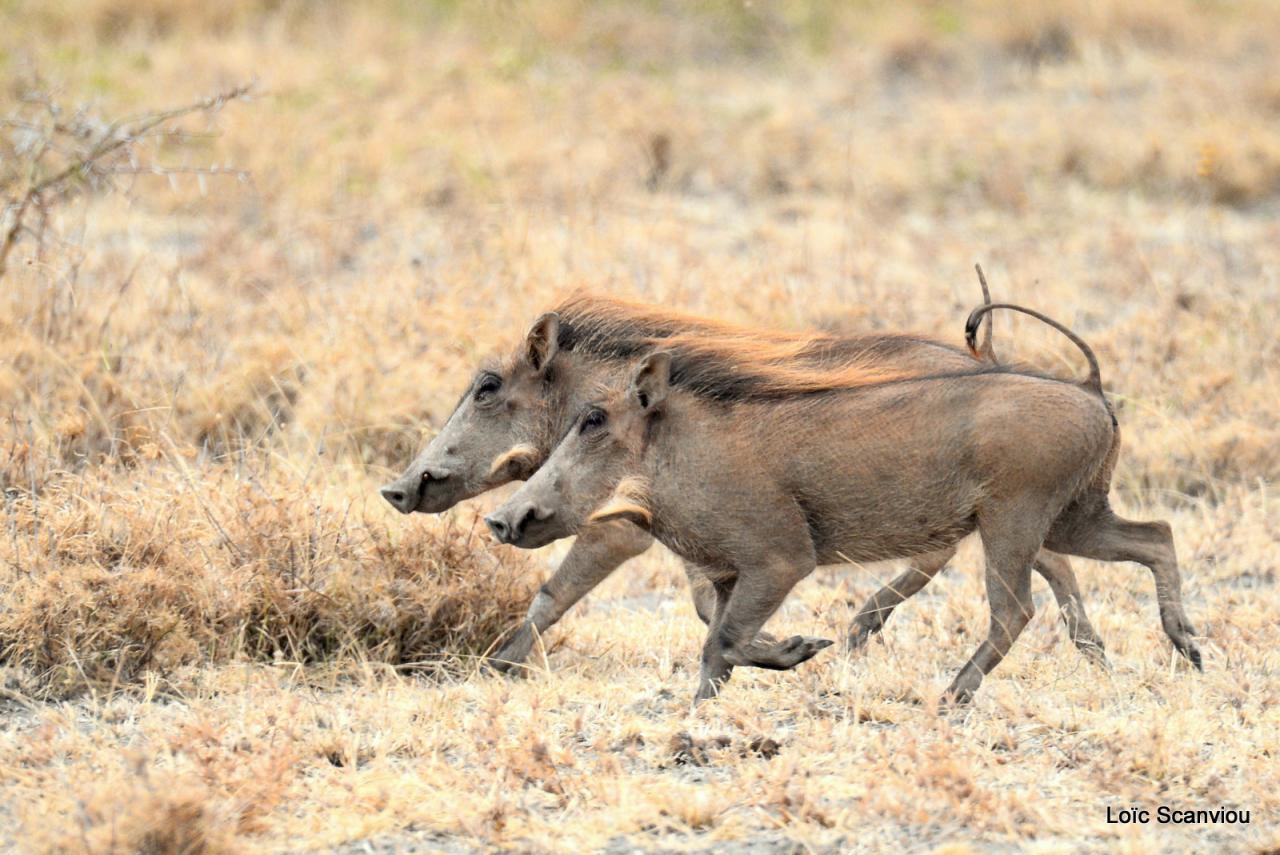 Phacochère/Warthog (4)