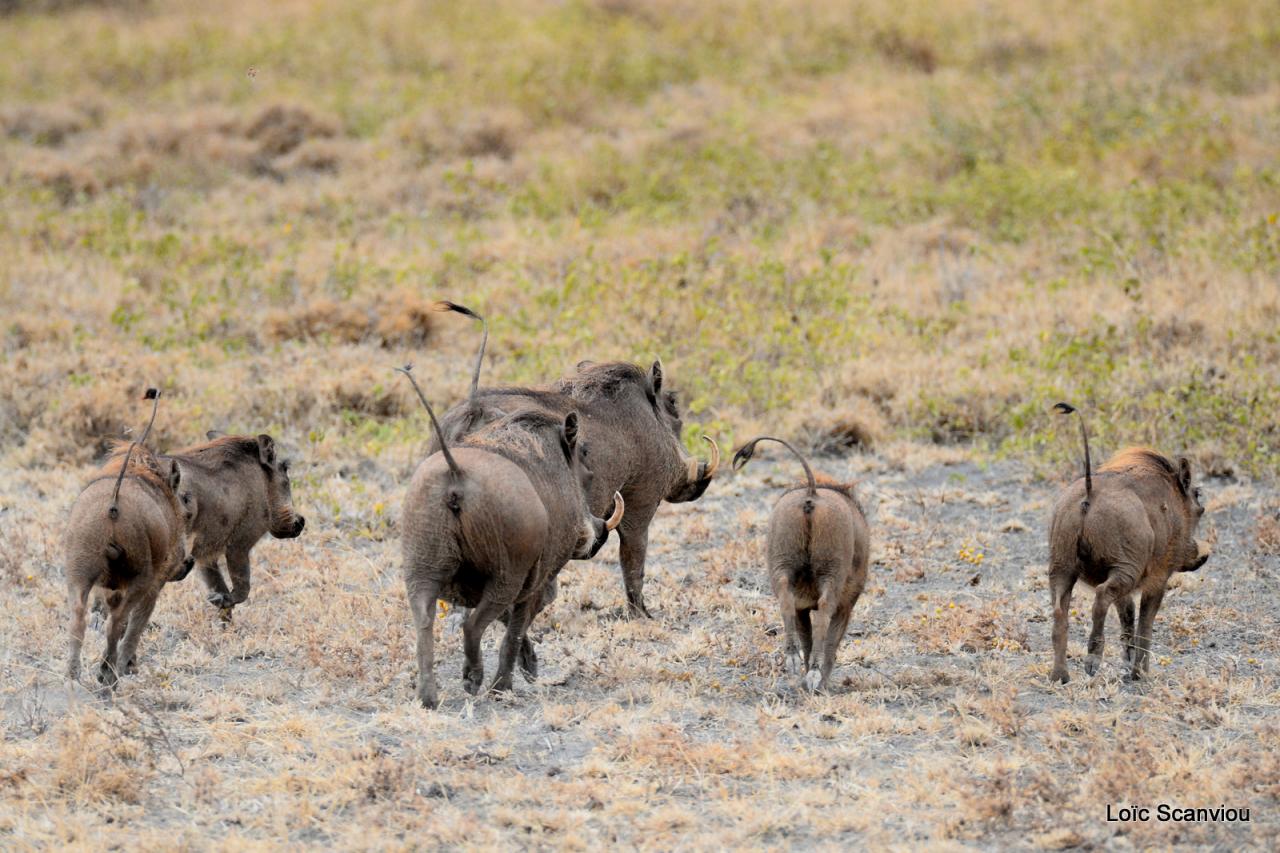 Phacochère/Warthog (5)