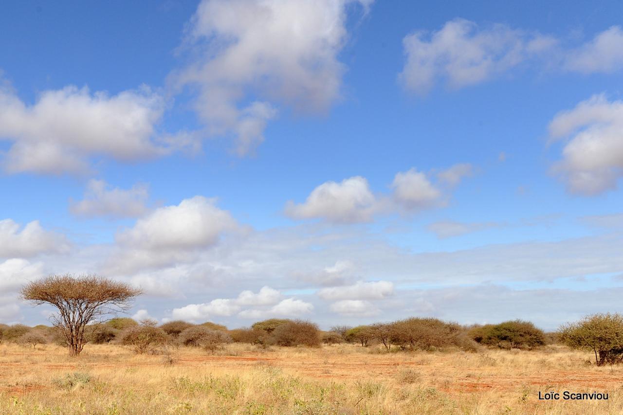 Tsavo West (23)