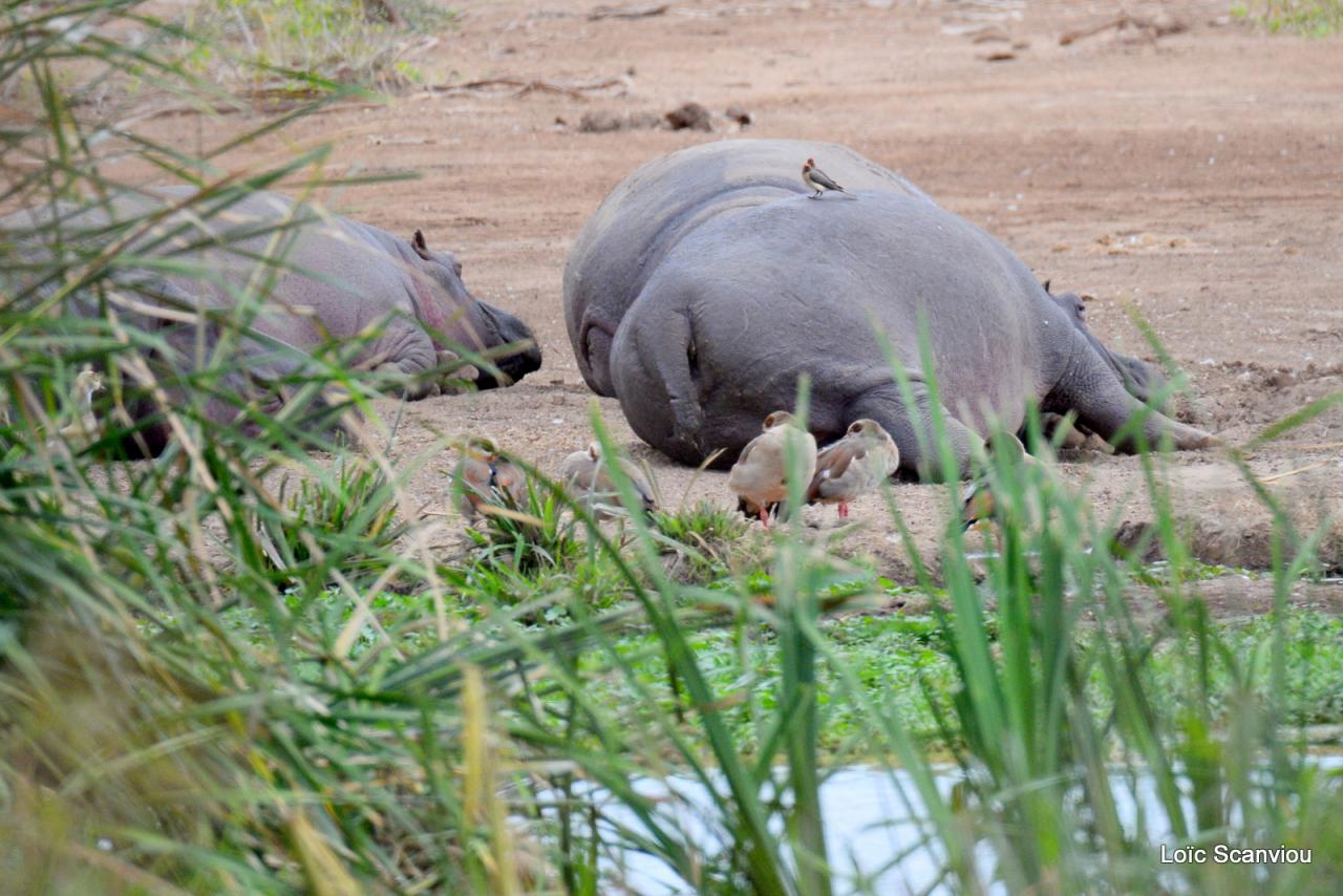 Hippopotame/Hippopotamus( 1)
