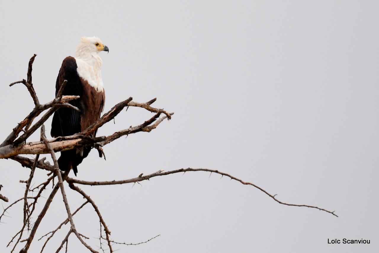 Aigle vocifère/African Fish Eagle (1)