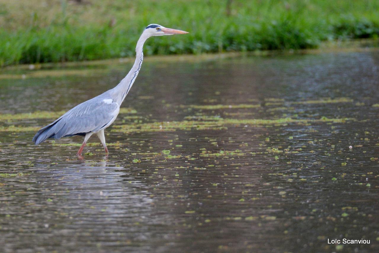 Héron cendré/Grey Heron (1)
