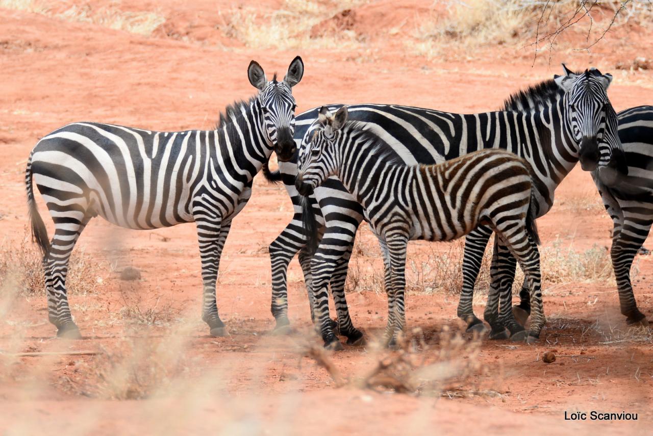 Zèbre/Zebra (5)