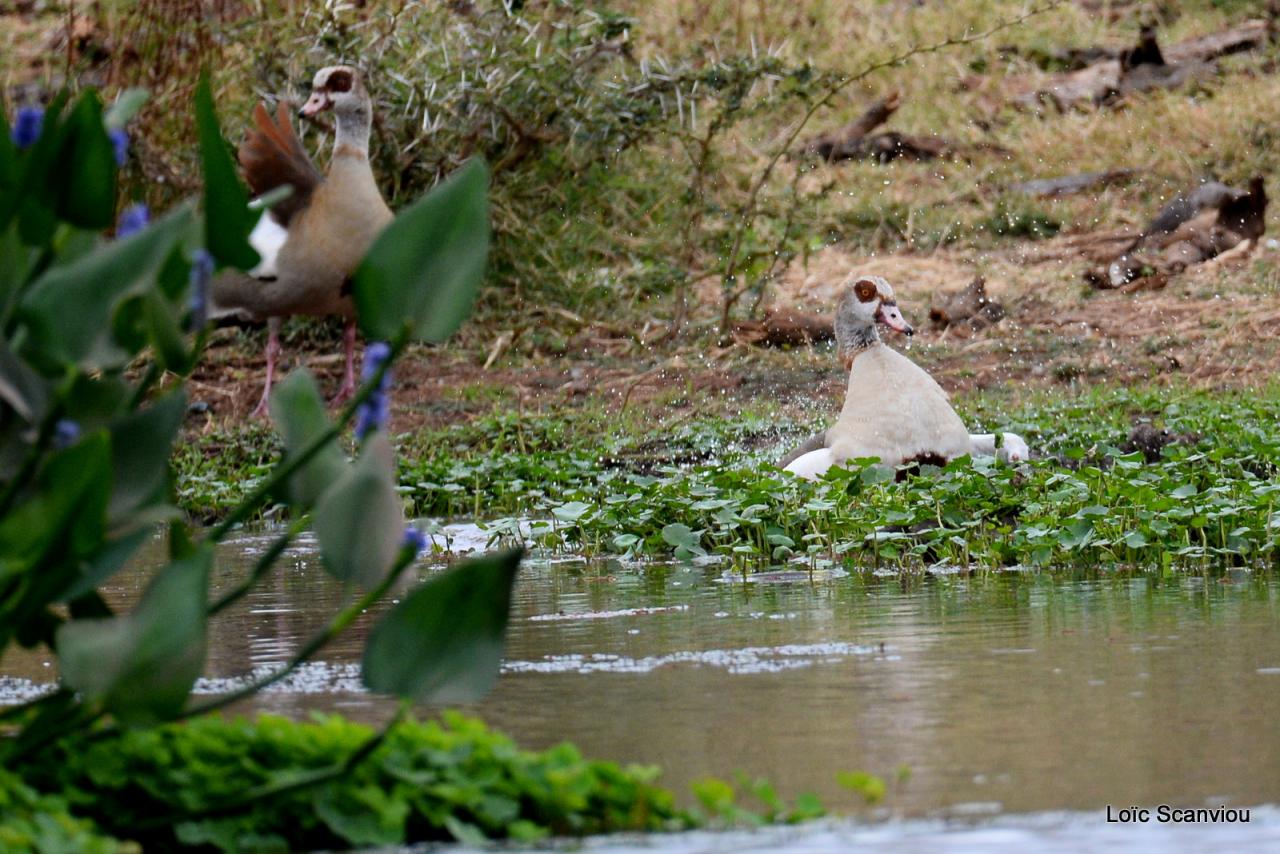 Ouette d' Egypte/Egyptian Goose (1)