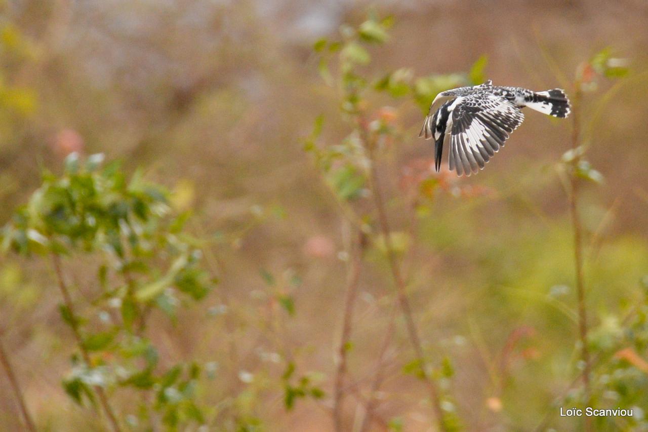 Martin-pêcheur pie/Pied Kingfisher (1)