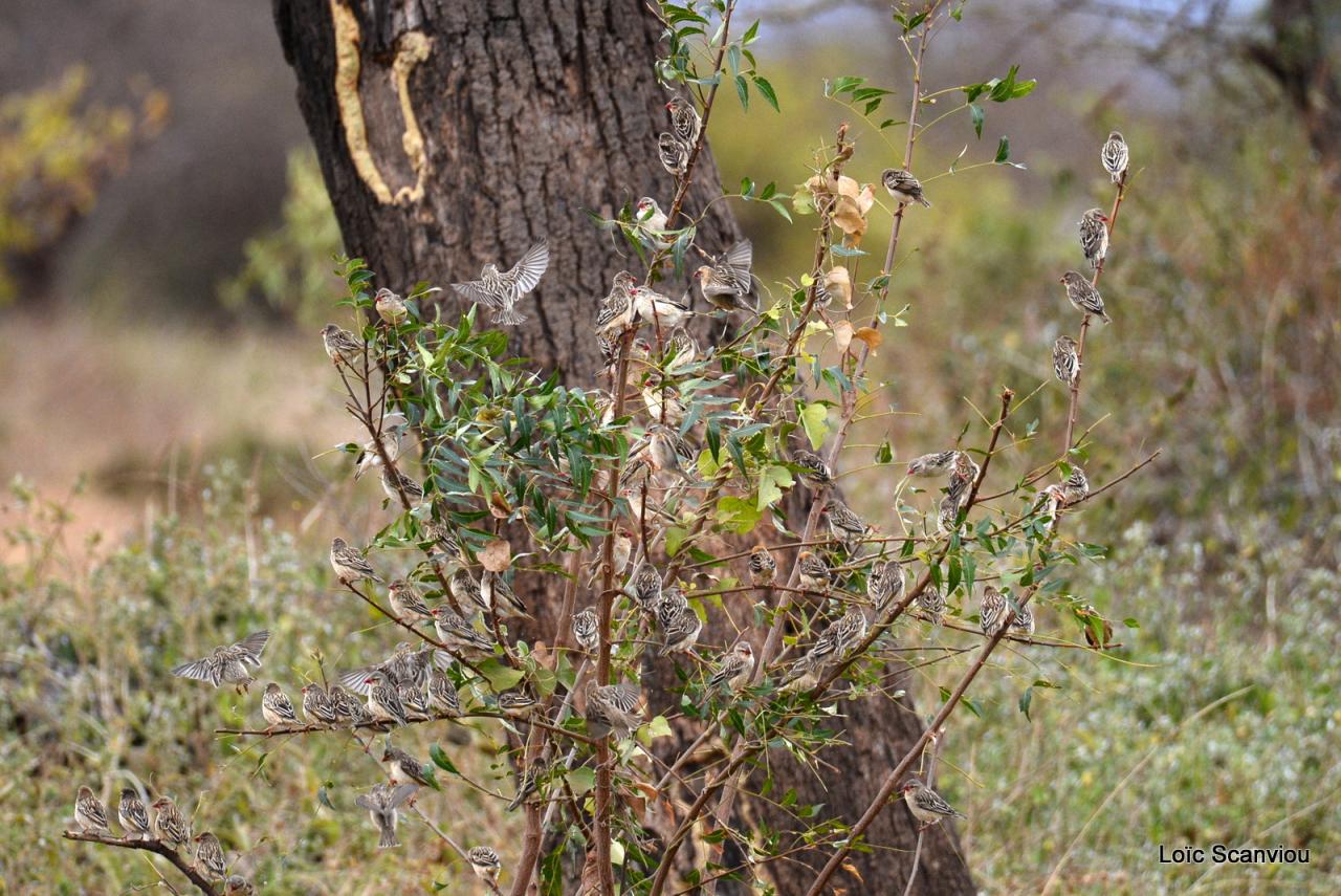 Tsavo West 2016 (162)