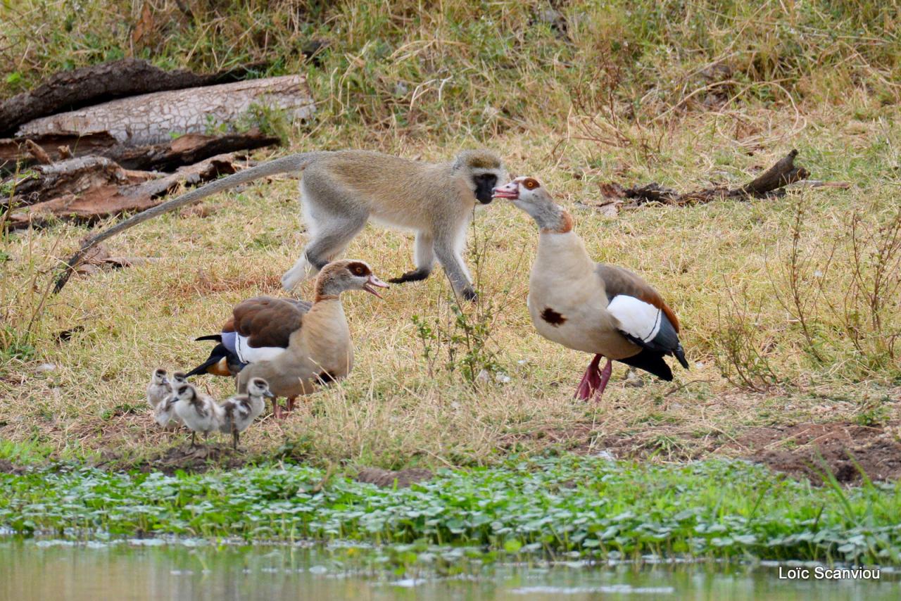 Ouette d' Egypte/Egyptian Goose (2)