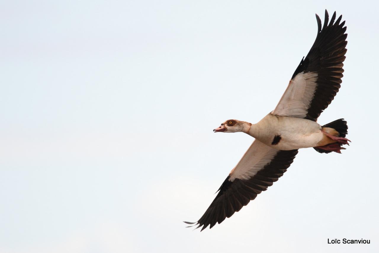 Ouette d' Egypte/Egyptian Goose (3)