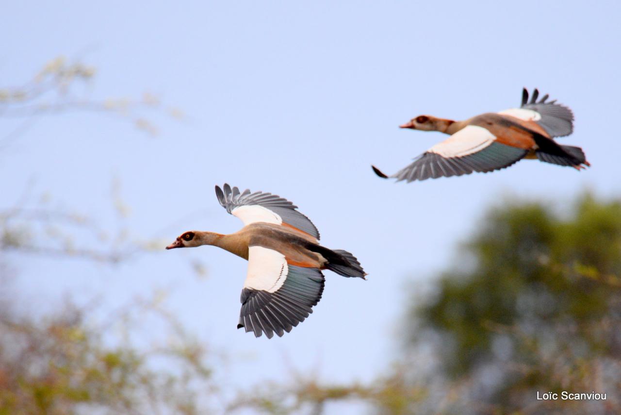 Ouette d' Egypte/Egyptian Goose (4)