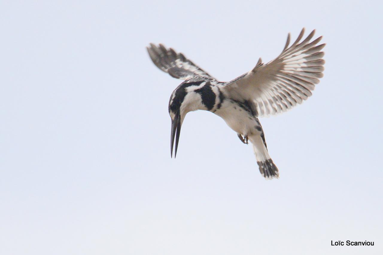 Martin-pêcheur pie/Pied Kingfisher (2)