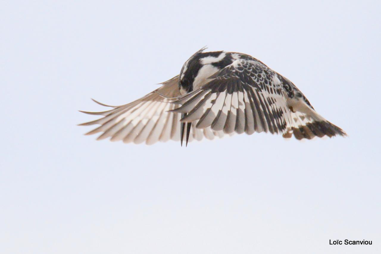Martin-pêcheur pie/Pied Kingfisher (3)