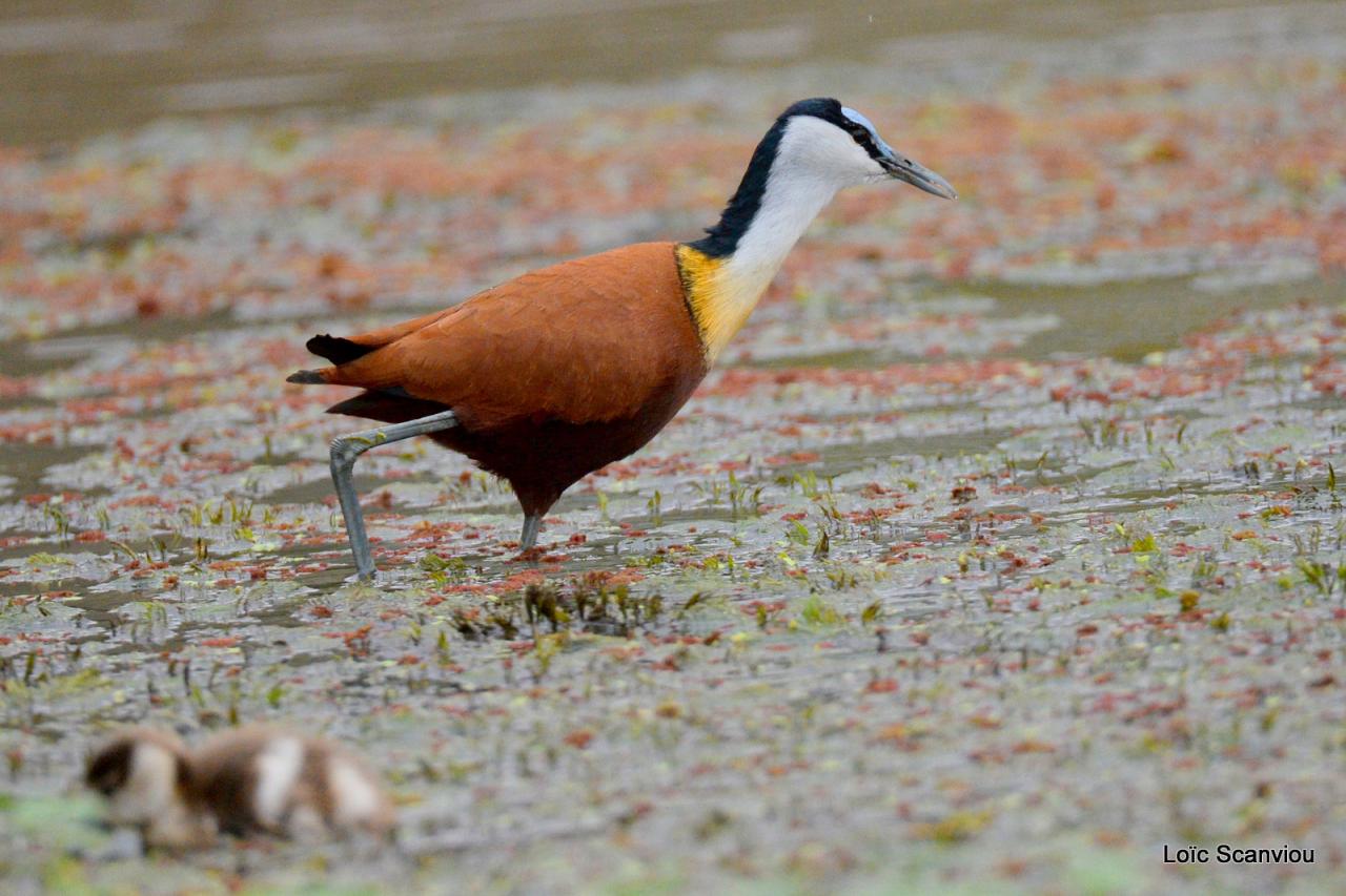 Jacana à poitrine jaune/African Jacana (2)