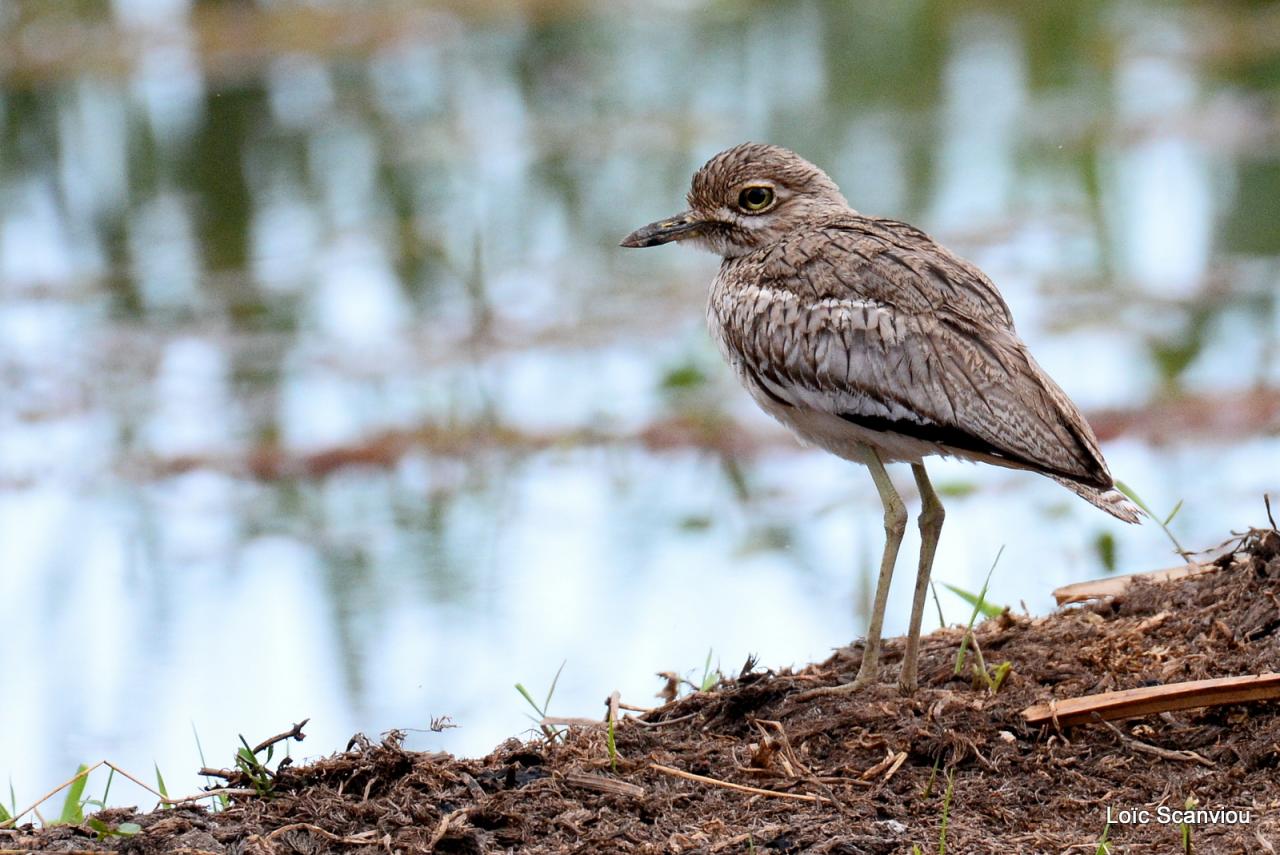 Oedicnème vermiculé/Water-Thick-Knee (1)