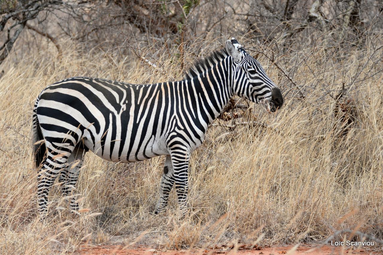 Zèbre/Zebra (6)