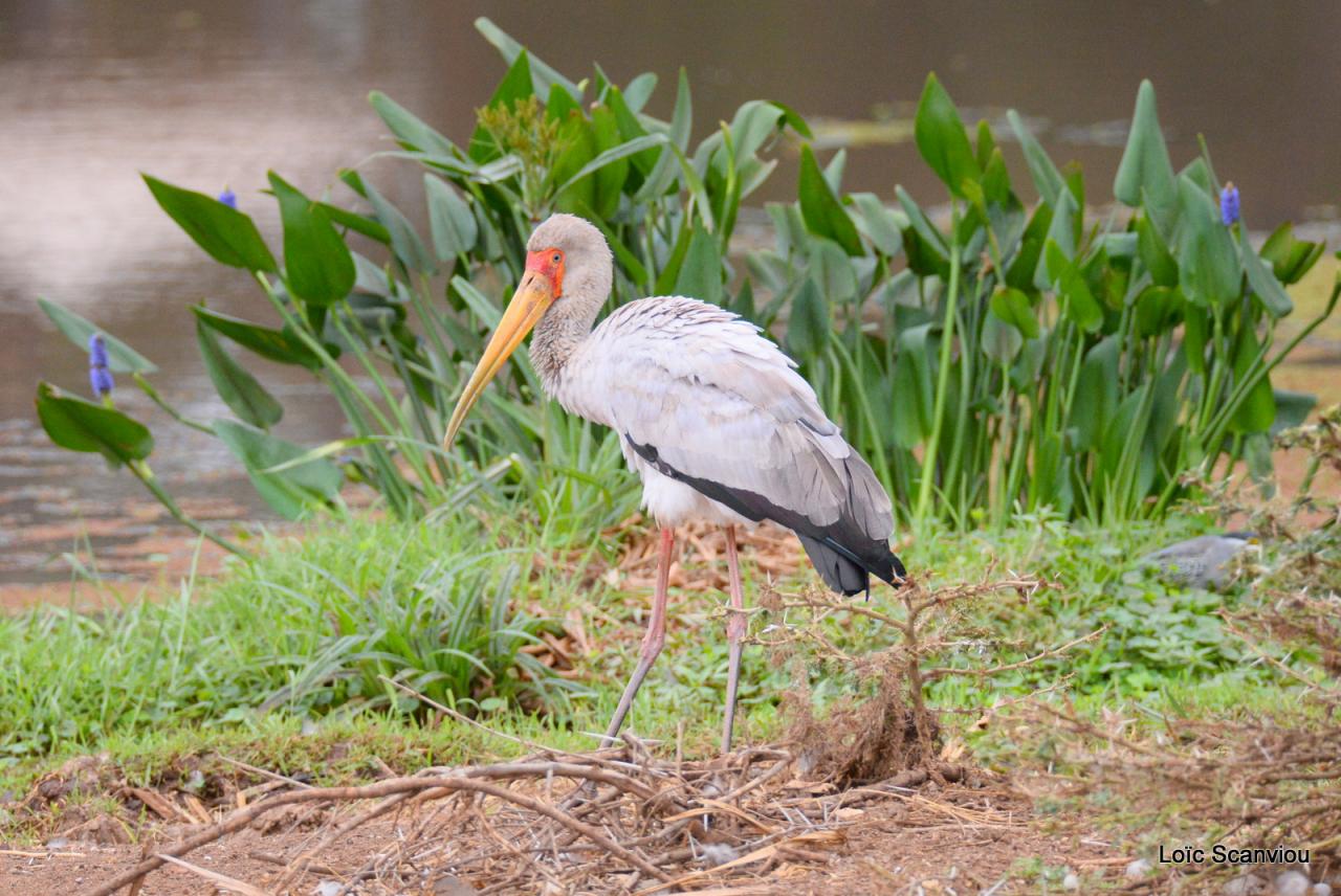 Tantale ibis/Yellow-billed Stork (6)