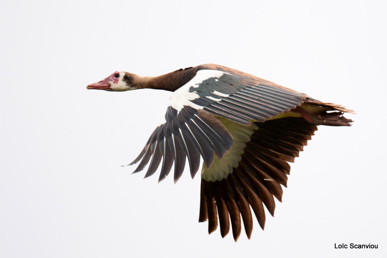 Oie armée de Gambie/Spur-winged Goose (1)