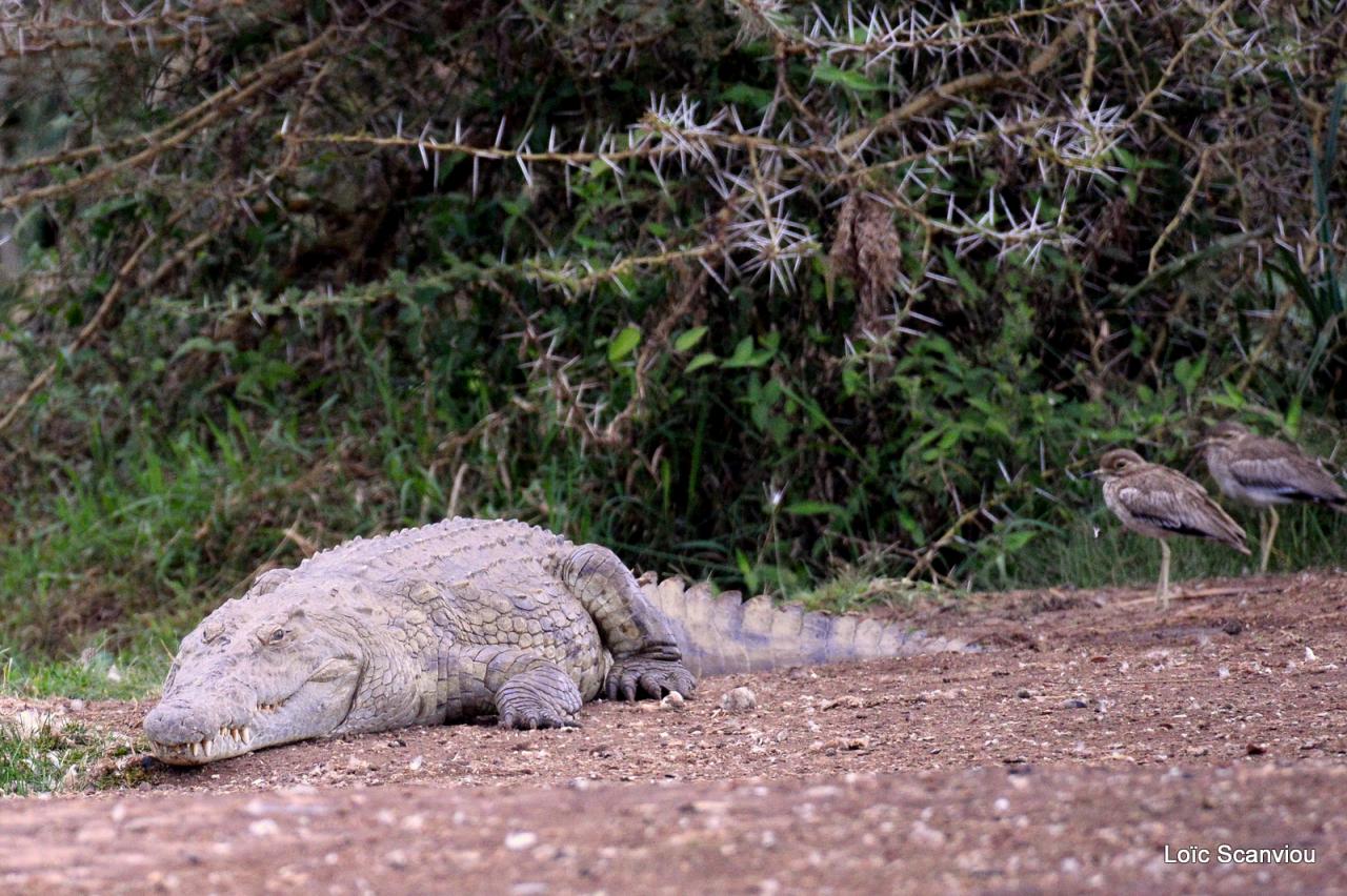 Crocodile (4)
