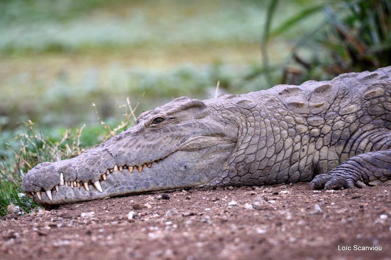 Crocodile (5)