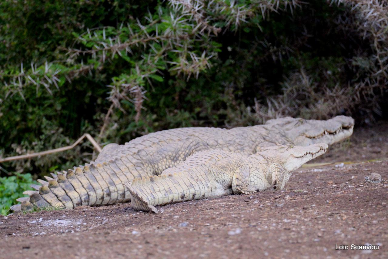 Crocodile (6)