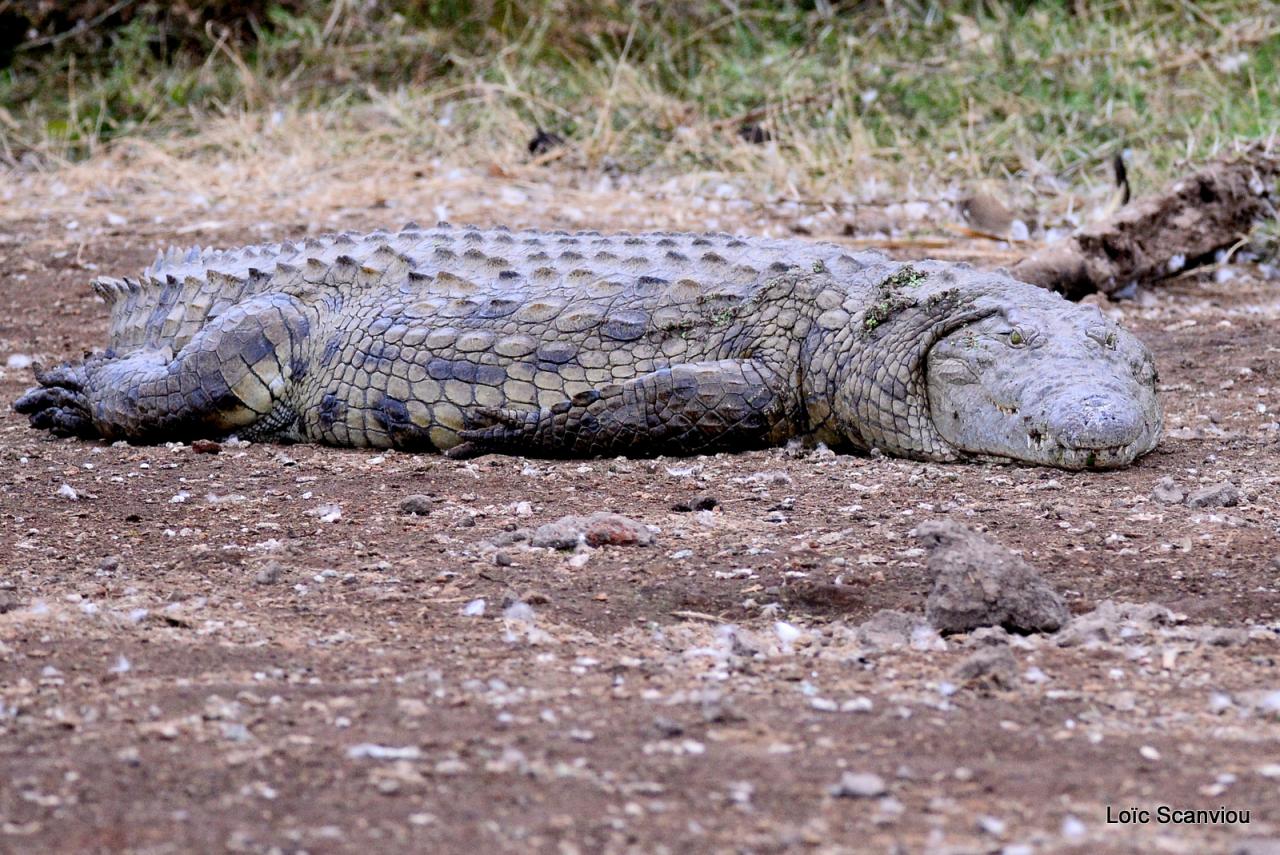 Crocodile (7)