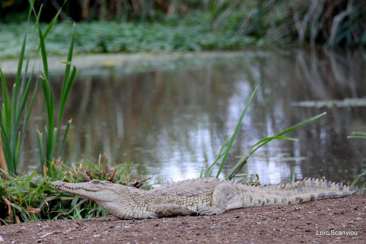 Crocodile (8)
