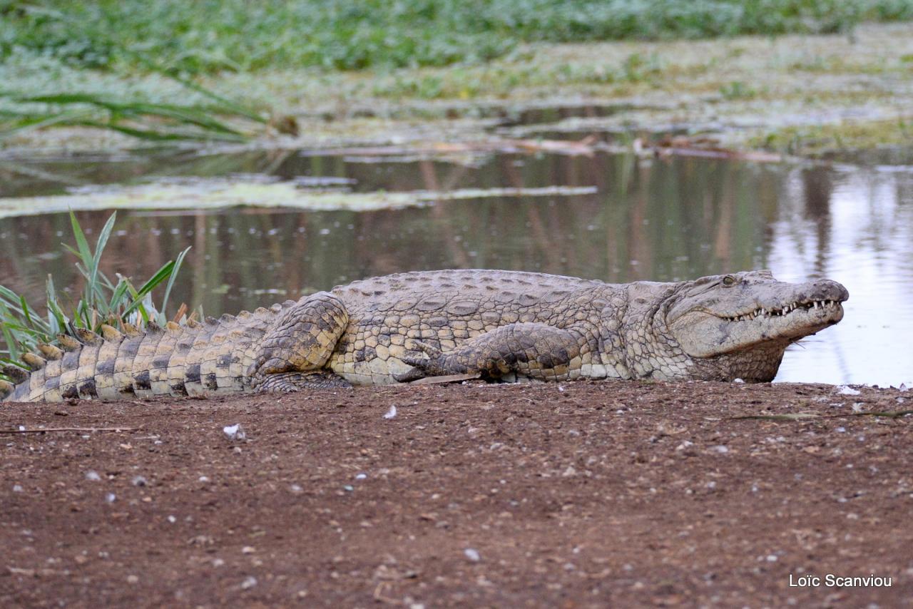 Crocodile (9)