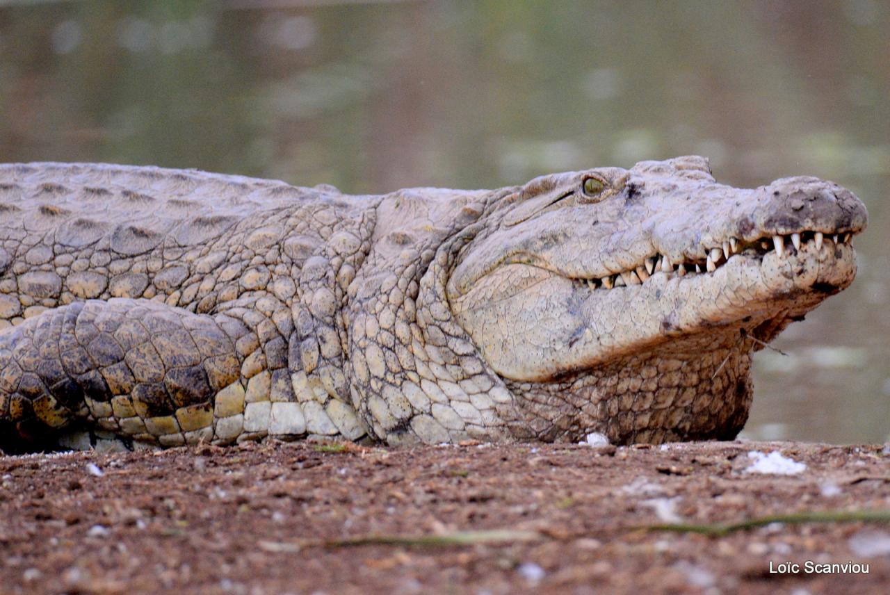 Crocodile (10)