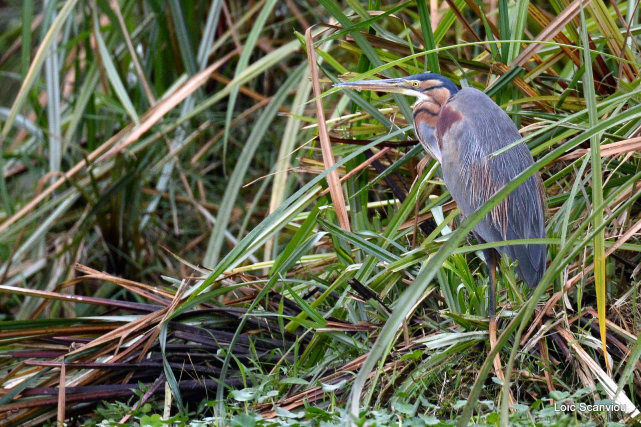 Héron pourpré/Purple Heron (1)